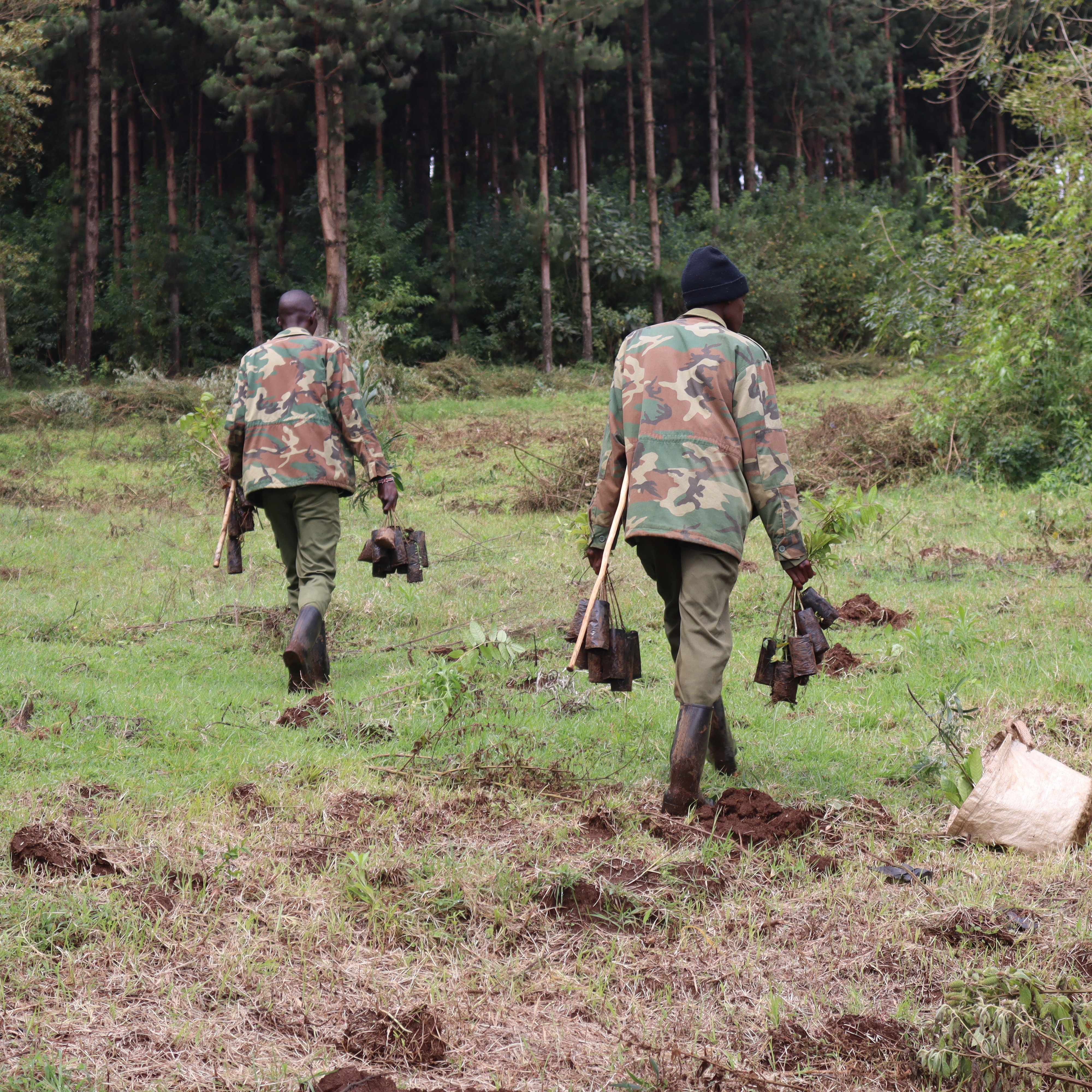 Dedicated Kenya Forest Service Rangers actively taking part in the restoration of Uplands Forest.